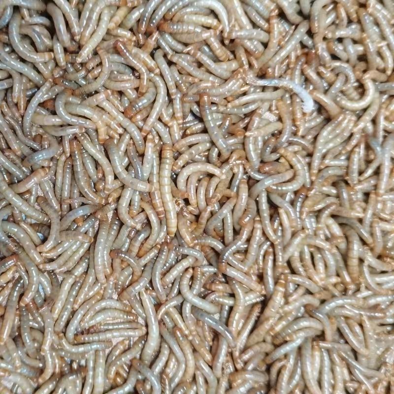 黄粉虫面包虫