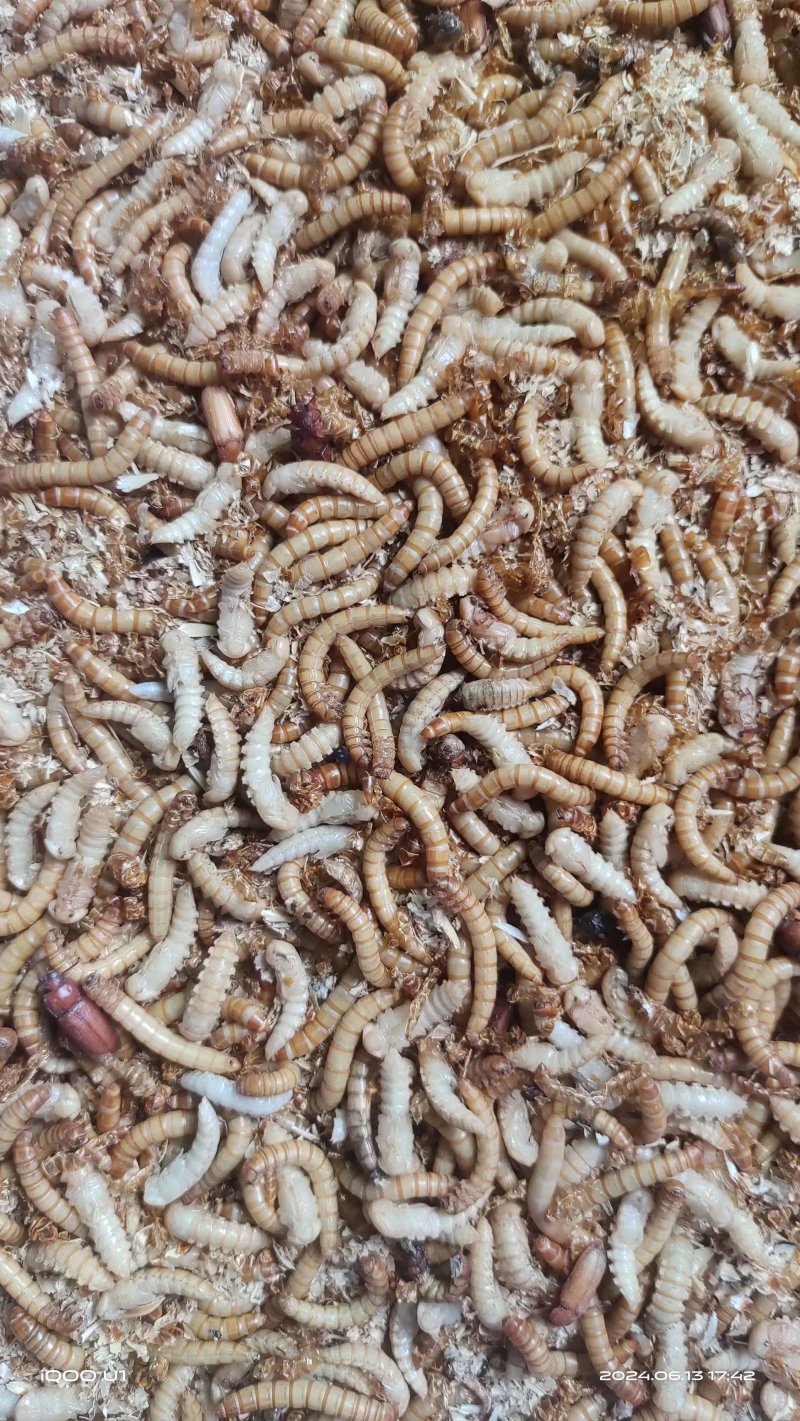 黄粉虫面包虫