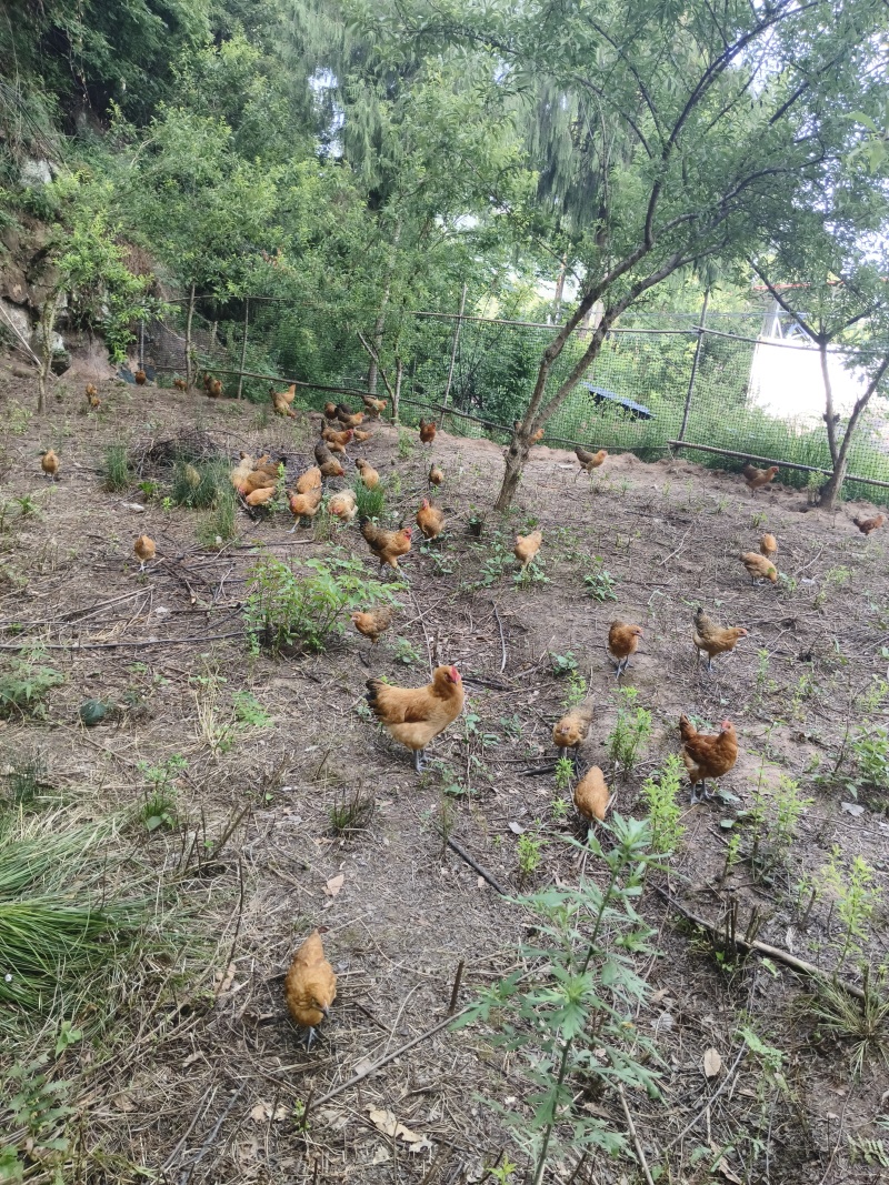 出售农村散养土鸡