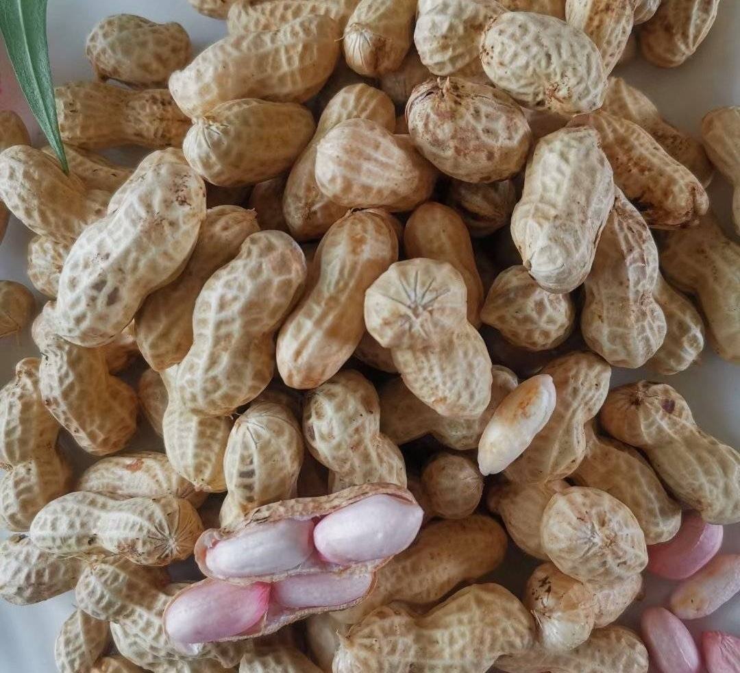 左侧为完整饱满的花生果荚,外壳光滑呈浅黄色;右侧为被蚂蚁啃咬过的果荚,外壳破损,部分籽粒外露并带有咬痕,表面附着少量泥土和细小虫体残留 花生收获时健康果荚与被蚂蚁啃食果荚对比图