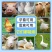 兽用强效鱼肝油母羊多羔鸡鸭鹅多仔补钙防软瘫增蛋猪牛羊拉骨