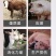 兽用强效鱼肝油母羊多羔鸡鸭鹅多仔补钙防软瘫增蛋猪牛羊拉骨