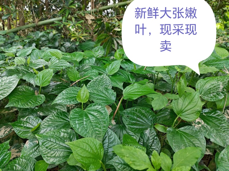 假蒌叶