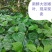 假蒌叶