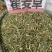 瞿麦草