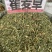 瞿麦草