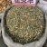 瞿麦草