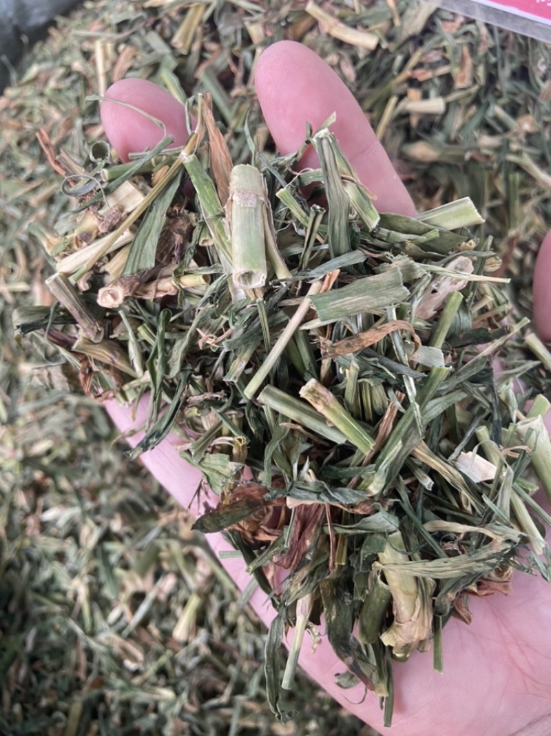 瞿麦草