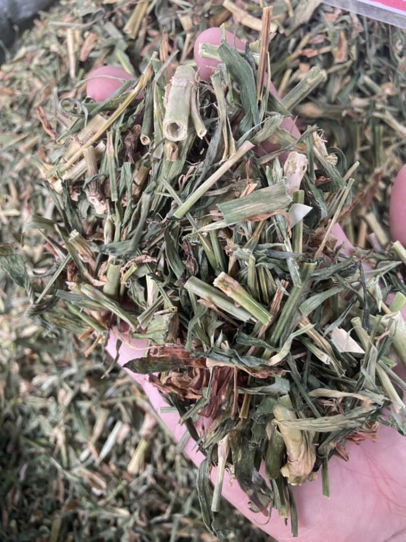 瞿麦草