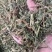 瞿麦草