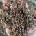 鸡骨草