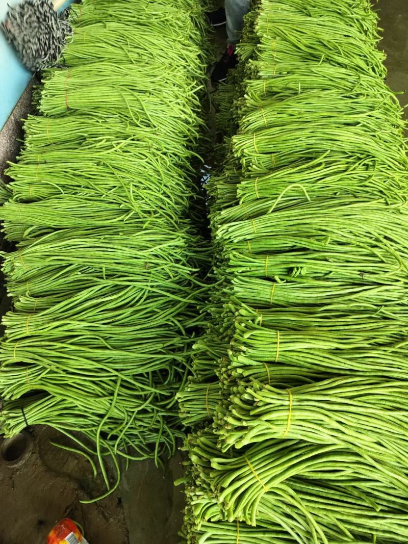 大量供应新鲜青豇豆青豆角腌豇豆绿条硬条子
