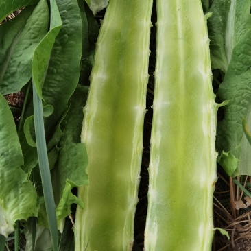 河北莴笋大量上市基地种植里外绿、三青皮净菜毛菜都可以
