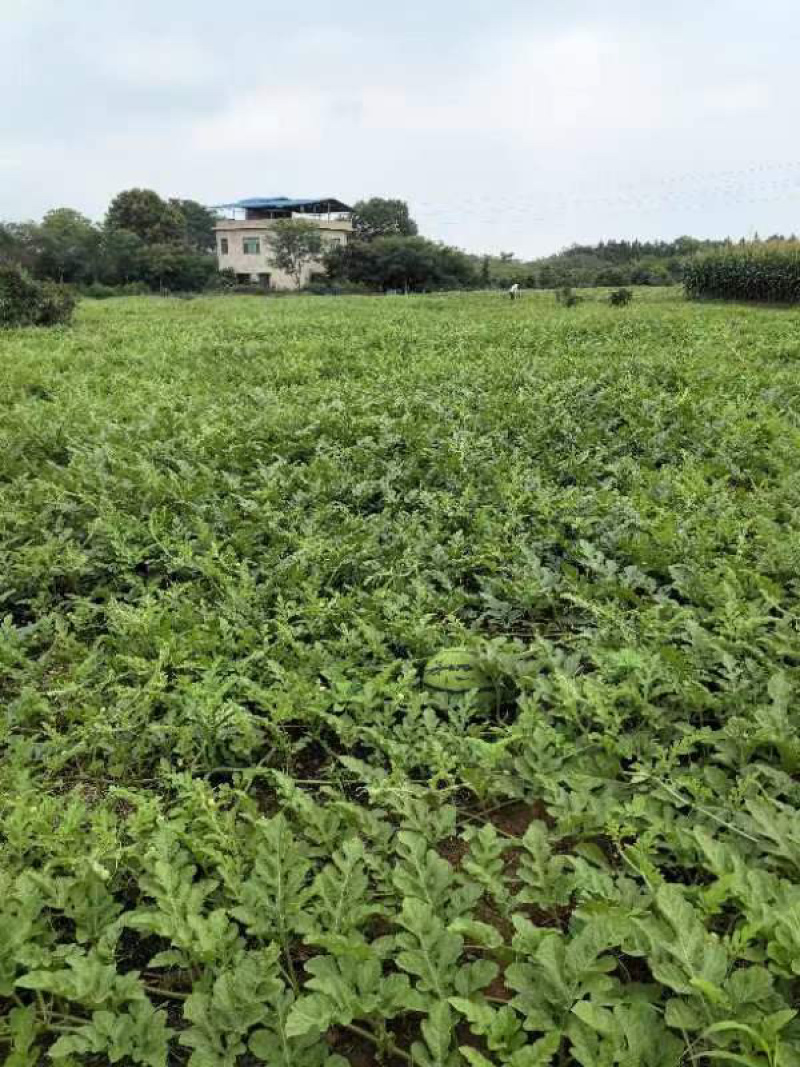 甜王麒麟西瓜、多品种