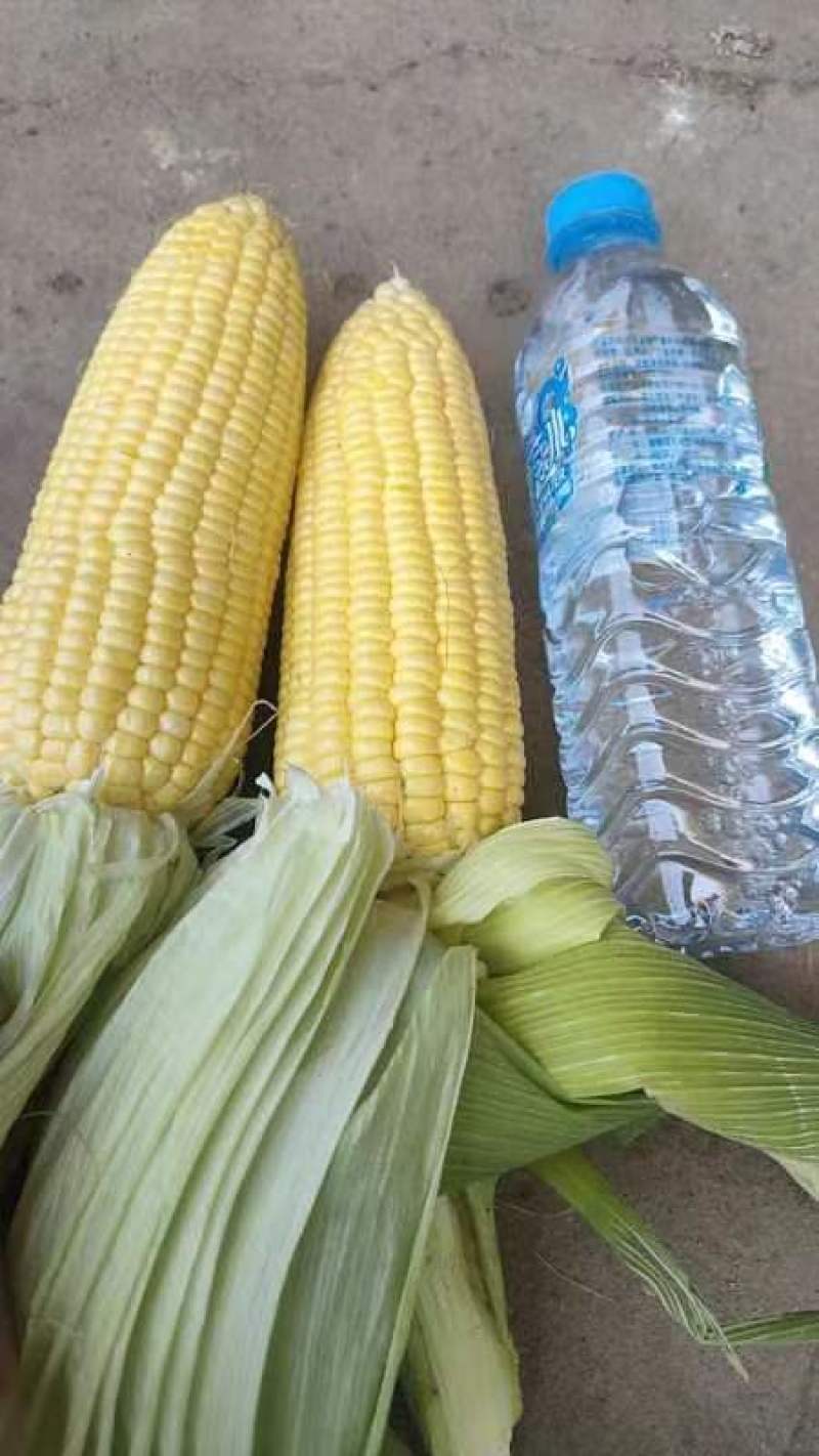 水果玉米，代收代发保证品质，低价销售