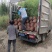 盆栽罗汉竹，适合夏季种植，绿化工程，家大院，道路，小区