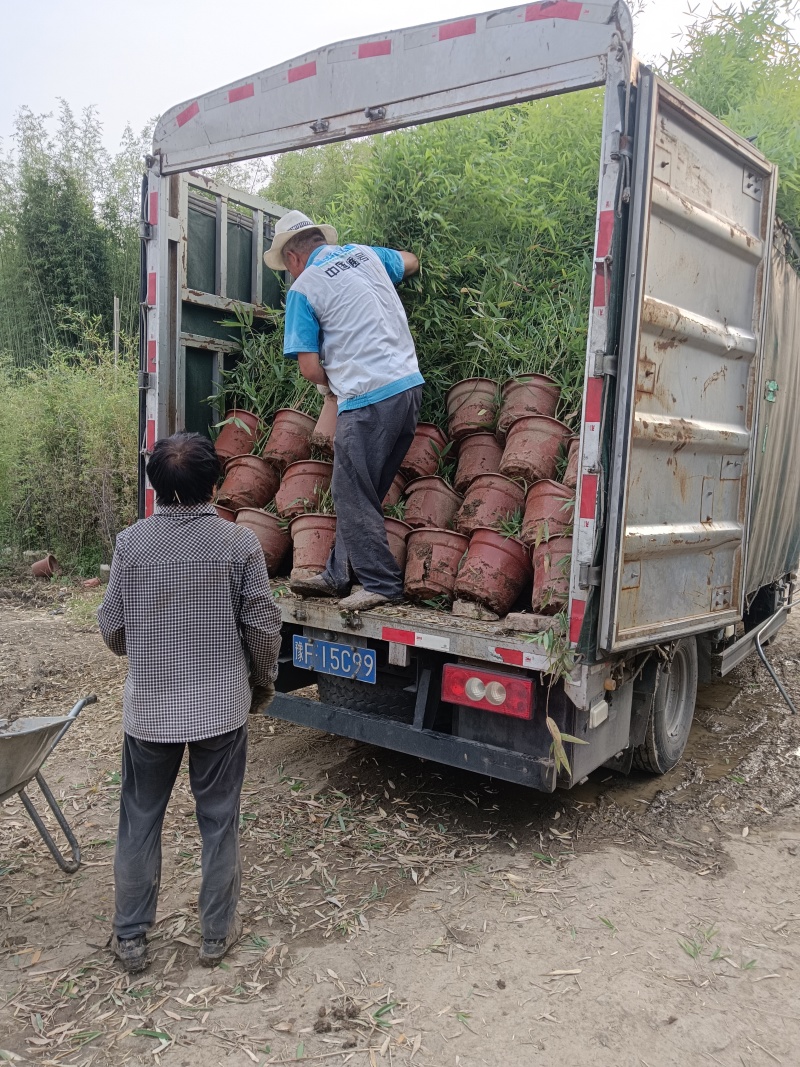 盆栽罗汉竹，适合夏季种植，绿化工程，家大院，道路，小区