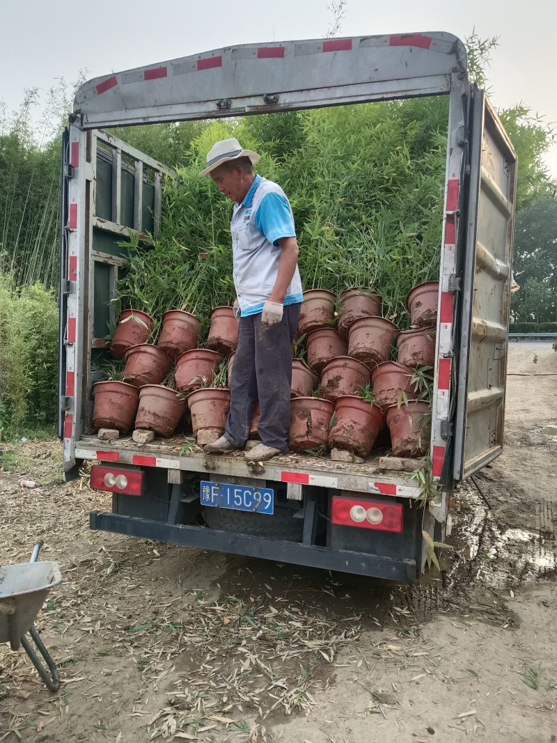 盆栽罗汉竹，适合夏季种植，绿化工程，家大院，道路，小区