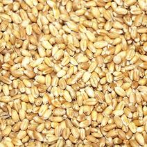 2024年优质小麦15万斤