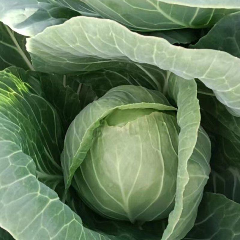 陕北甘蓝包包菜大量供应