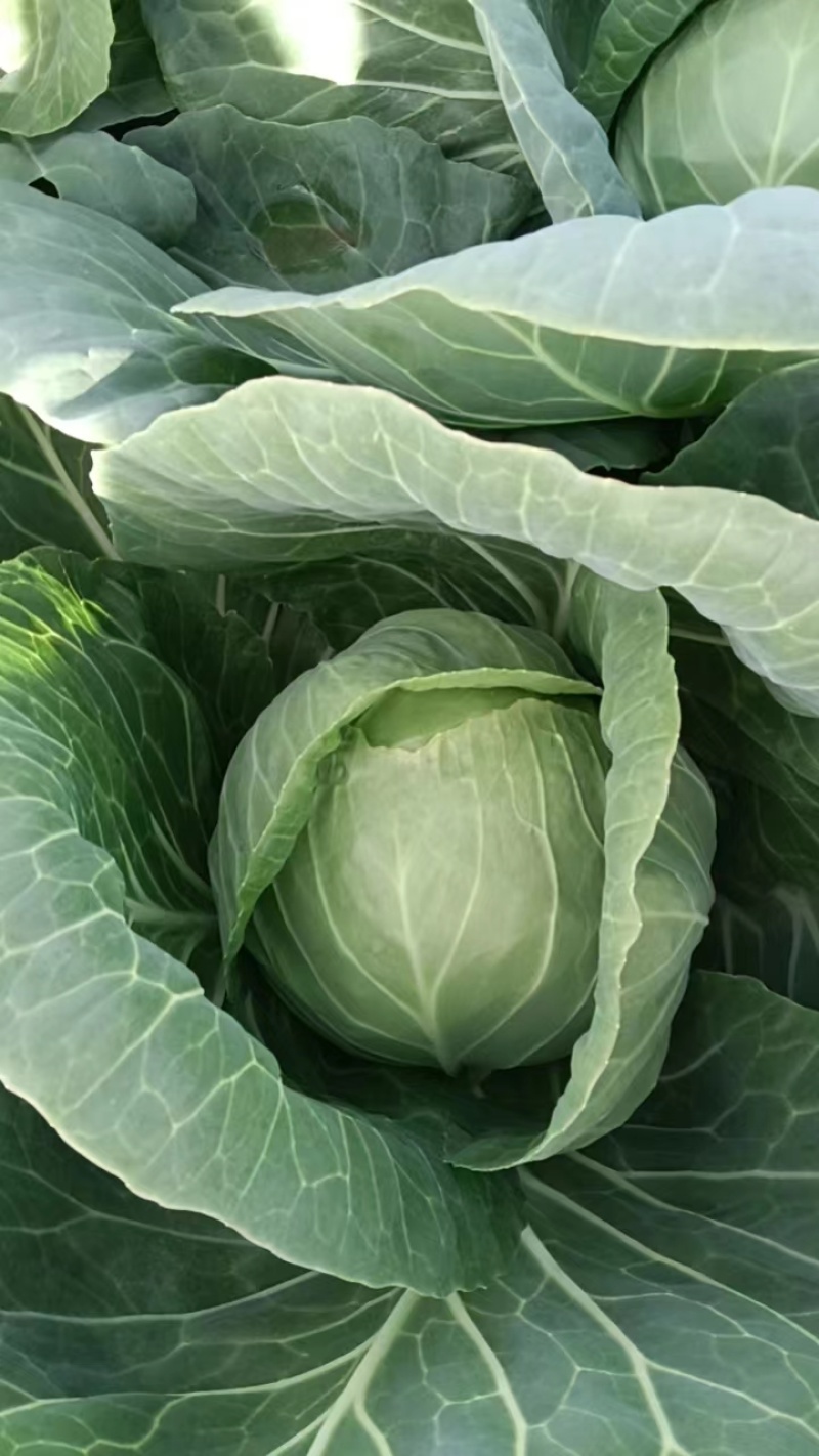 陕北甘蓝包包菜大量供应