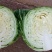 陕北甘蓝包包菜大量供应