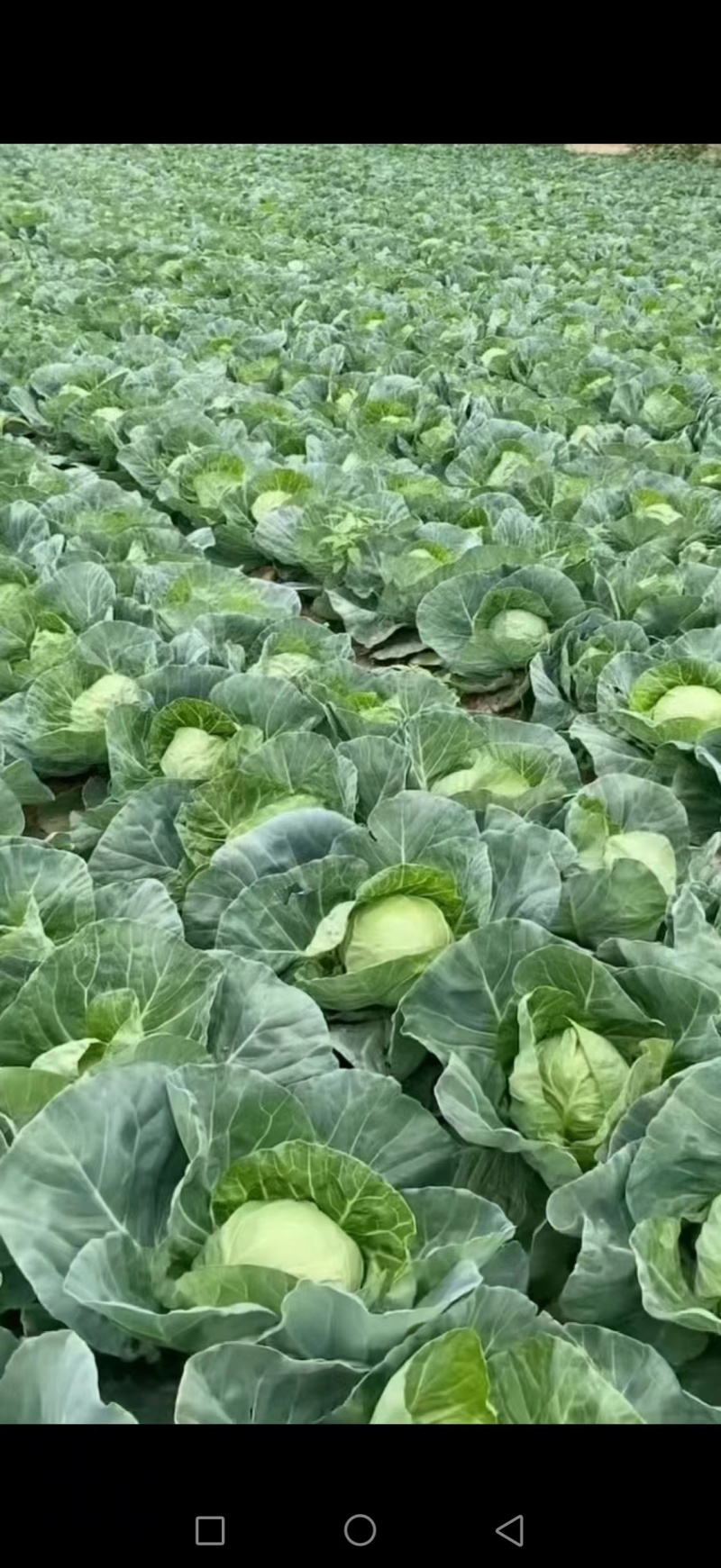 陕北甘蓝包包菜大量供应