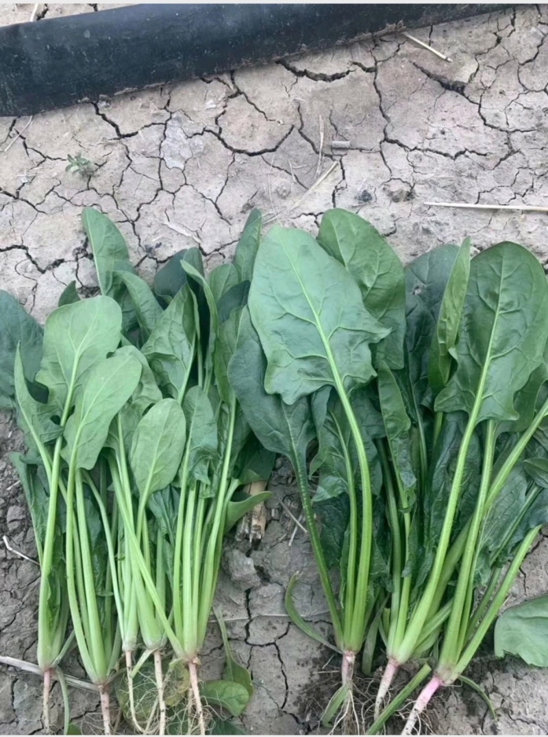 菠菜-兰州高原夏菜精品蔬菜产地直销，精品蔬菜