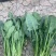 菠菜-兰州高原夏菜精品蔬菜产地直销，精品蔬菜