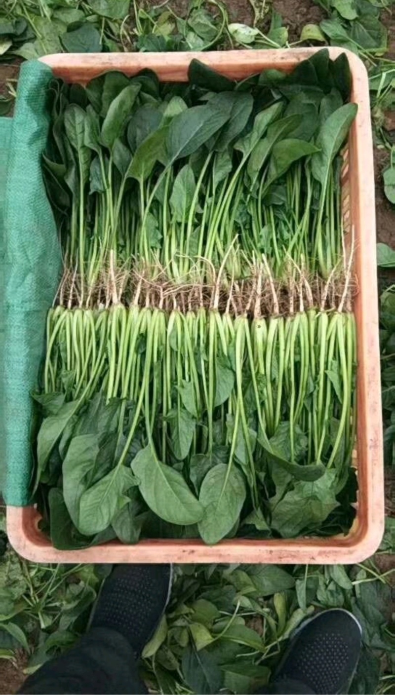 菠菜-兰州高原夏菜精品蔬菜产地直销，精品蔬菜