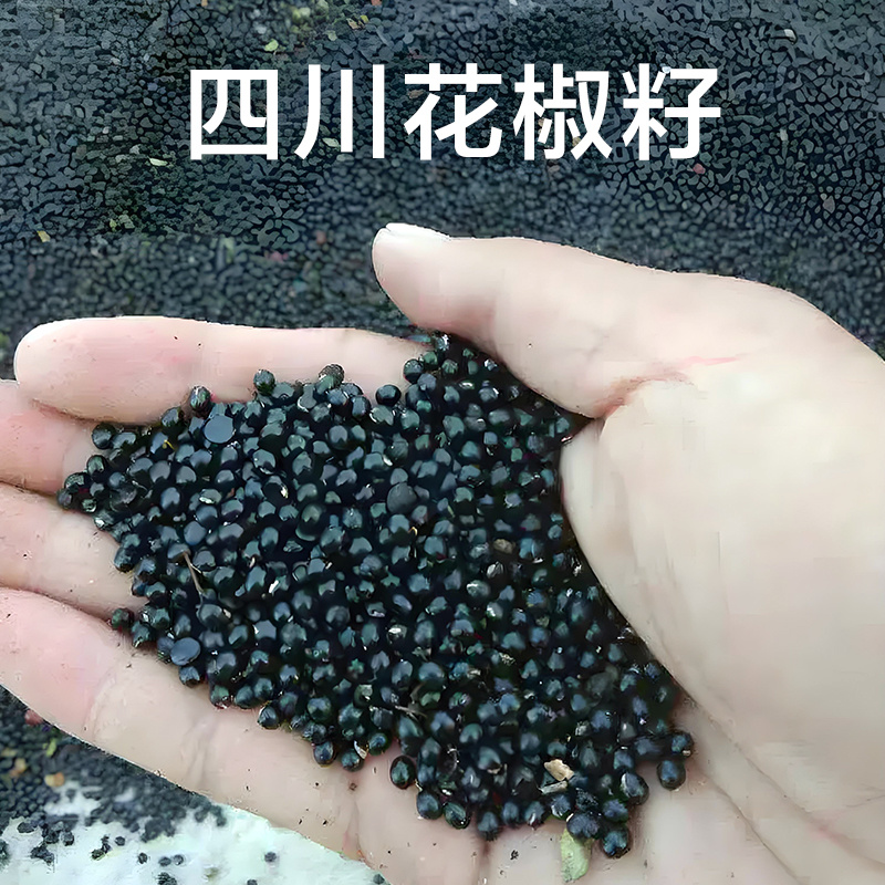 花椒籽，四川花椒籽