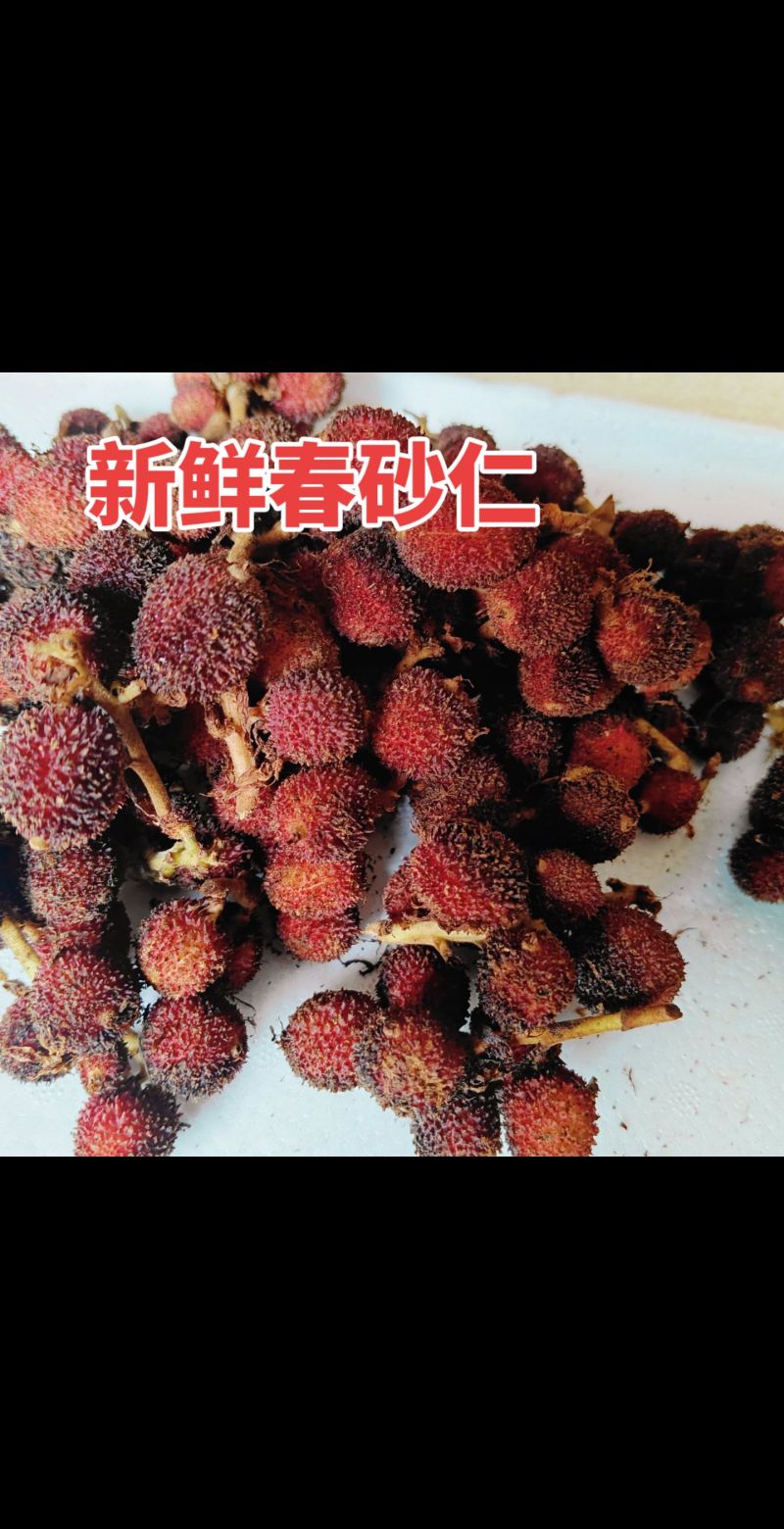 阳春春砂仁农户自产自产地直发