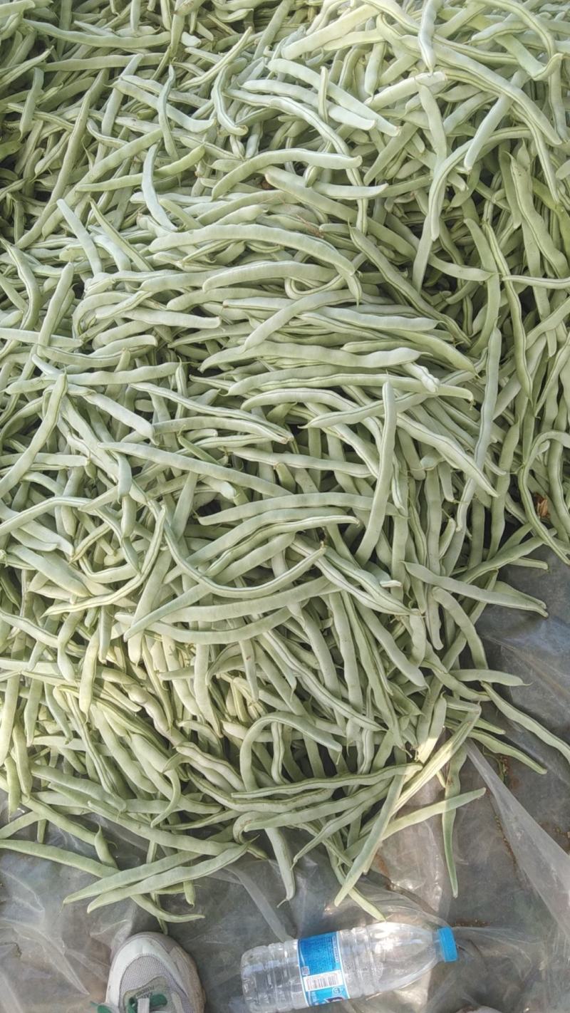 白条豆角，条长！肉厚口感好！种植面积广大！货源充足