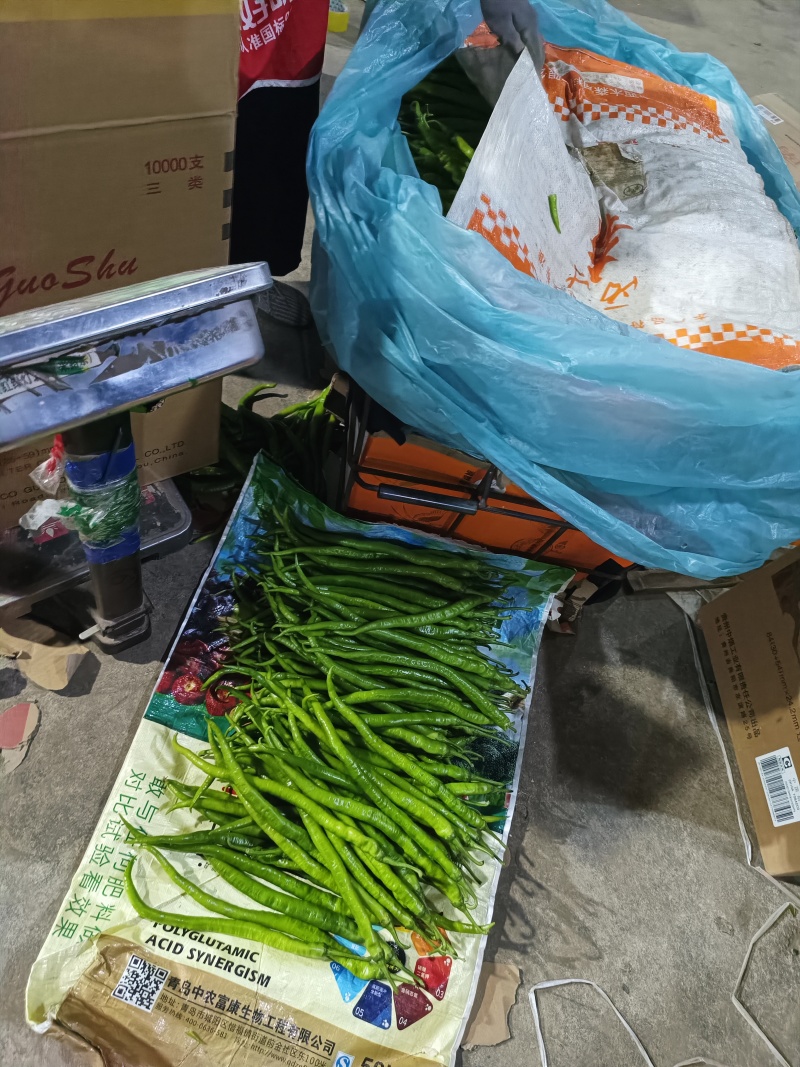 山东线椒，大量有货，产地直发，电商货市场货都有