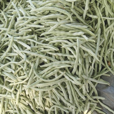 白条豆角，条长！肉厚口感好！种植面积广大！货源充足