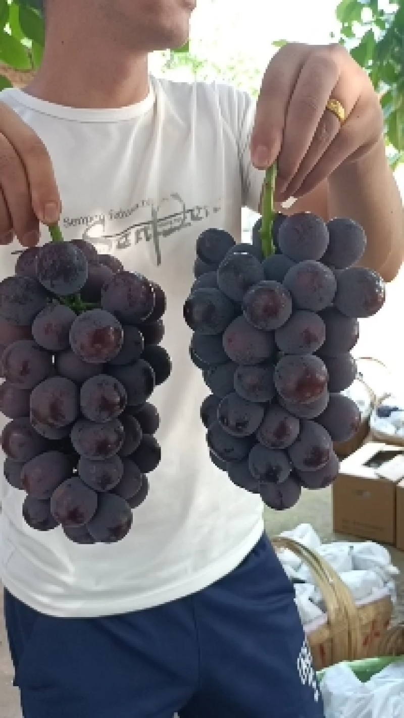 精品巨峰陕西宝鸡