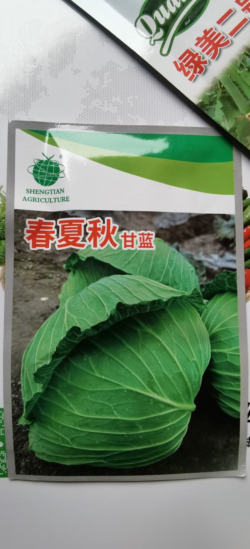 甘蓝种子大果薄皮新育成甜脆莲白中早熟鲜绿薄叶无腊粉