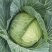 甘蓝种子大果薄皮新育成甜脆莲白中早熟鲜绿薄叶无腊粉
