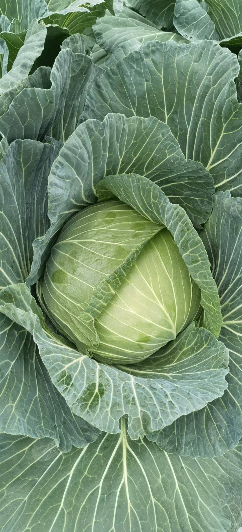 甘蓝种子大果薄皮新育成甜脆莲白中早熟鲜绿薄叶无腊粉