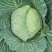 甘蓝种子大果薄皮新育成甜脆莲白中早熟鲜绿薄叶无腊粉