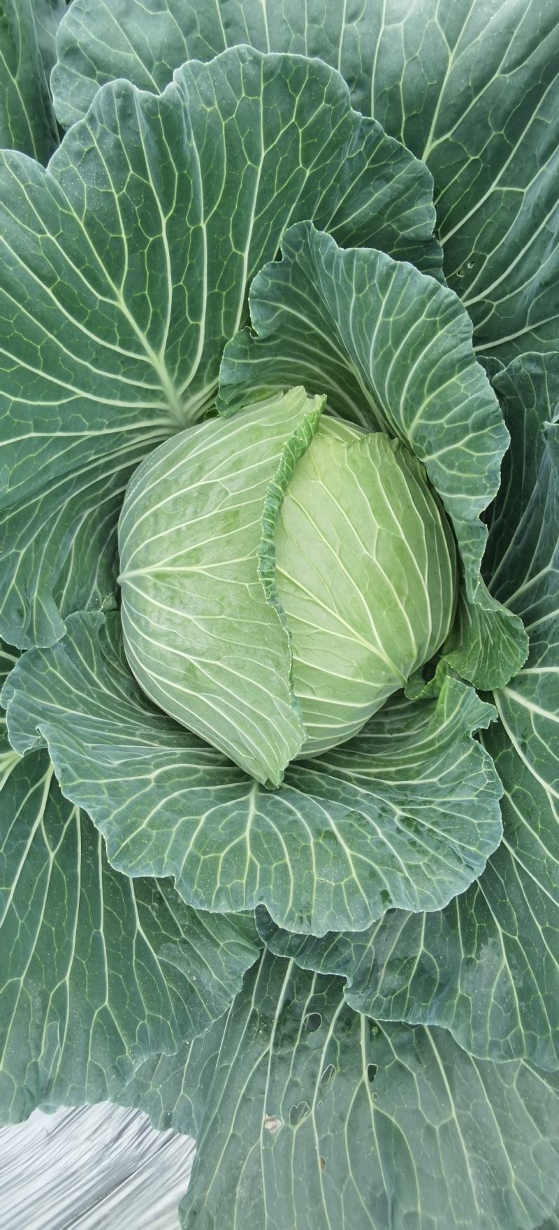 甘蓝种子大果薄皮新育成甜脆莲白中早熟鲜绿薄叶无腊粉