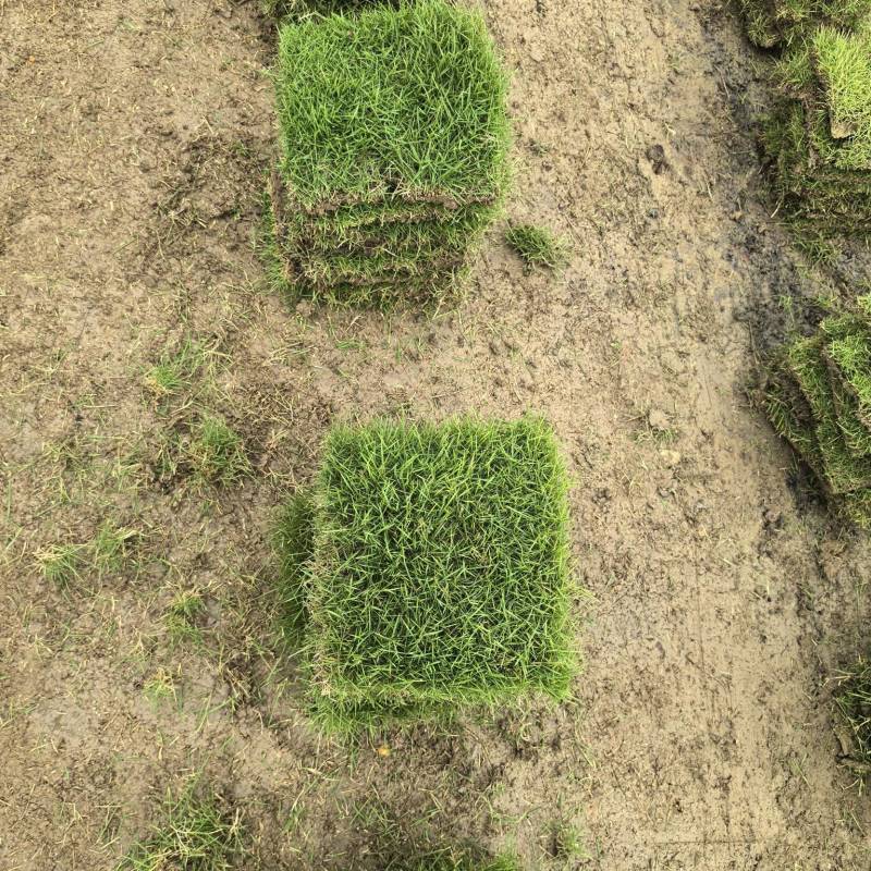 草坪批发马尼拉草皮，精品草皮