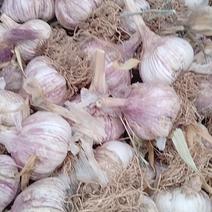 新鲜大蒜种子，优质农产品，助您丰收！
