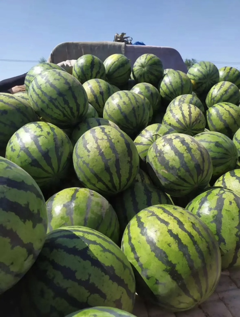西瓜正品保障随时有货