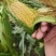 水果玉米782大量上市