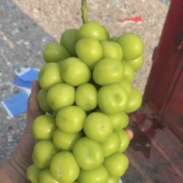 江苏阳光玫瑰晴王全国发货
