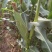 水果玉米782大量上市