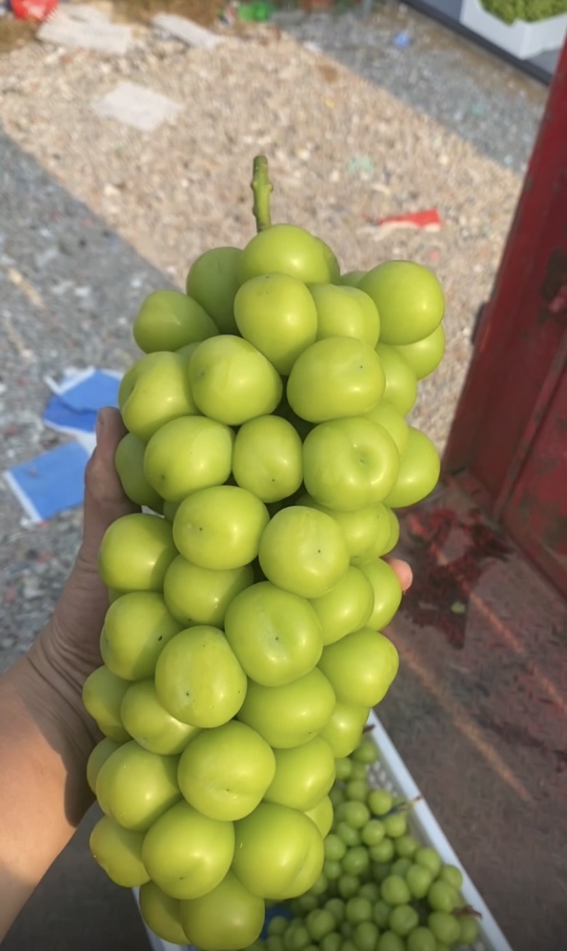 江苏阳光玫瑰晴王全国发货