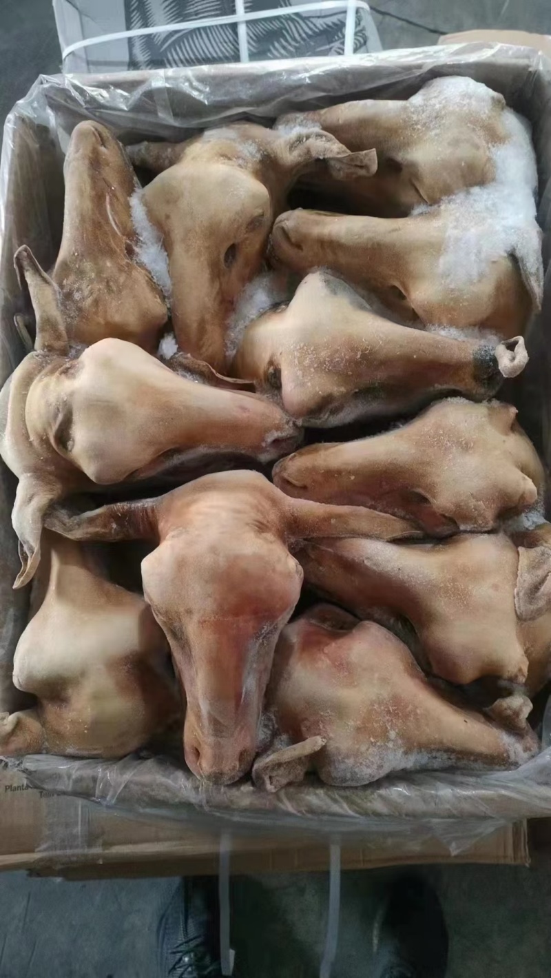 火烧毛羊头做麻辣羊头专用小山羊的单个在2.5斤到3斤