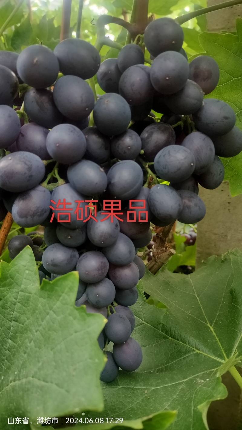 2024冷棚玫瑰香葡萄上市，欢迎各位老板来电咨询采购